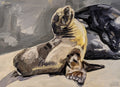 Seals in the sun